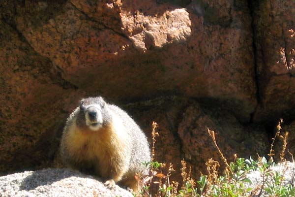 19marmot posing