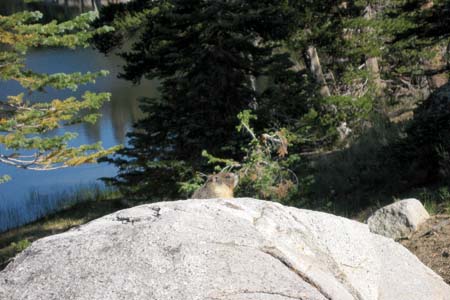 09 Marmot on top of rock