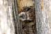 10 Marmot wedged in rock